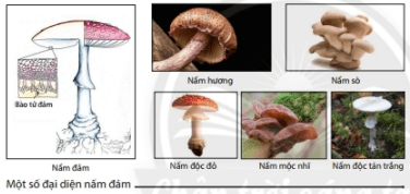 Lý thuyết Khoa học tự nhiên 6 Bài 28: Nấm | Chân trời sáng tạo