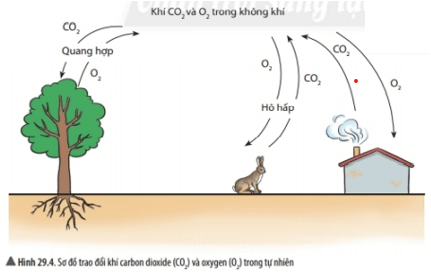 Lý thuyết Khoa học tự nhiên 6 Bài 29: Thực vật