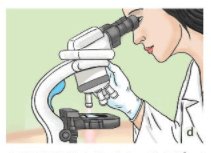 Lý thuyết Khoa học tự nhiên 6 Bài 3: Quy định an toàn trong phòng thực hành. Giới thiệu một số dụng cụ đo sử dụng kính lúp và kính hiển vi quang học | Chân trời sáng tạo