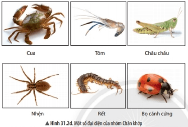 Lý thuyết Khoa học tự nhiên 6 Bài 31: Động vật