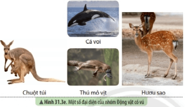 Lý thuyết Khoa học tự nhiên 6 Bài 31: Động vật