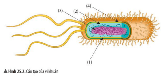 Quan sát hình 25.2, em hãy xác định các thành phần cấu tạo vi khuẩn