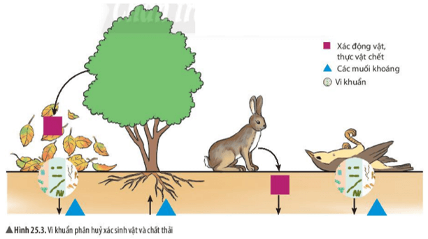 Quan sát hình 25.3, em hãy nêu vai trò của vi khuẩn trong tự nhiên