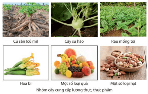 Quan sát hình 29.7, hãy nêu vai trò của thực vật đối với đời sống con người