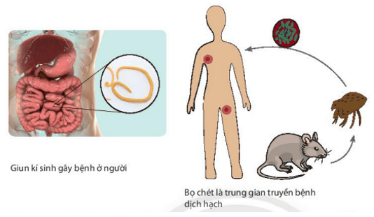 Quan sát hình 31.4, nêu một số tác hại của động vật trong đời sống con người