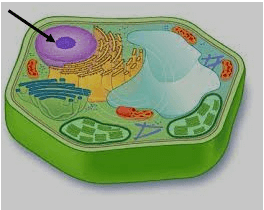 Trắc nghiệm Khoa học tự nhiên 6 Bài 17 (có đáp án): Tế bào có đáp án - Chân trời sáng tạo