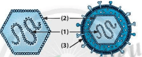 Trắc nghiệm Khoa học tự nhiên 6 Bài 24 (có đáp án): Virus có đáp án - Chân trời sáng tạo