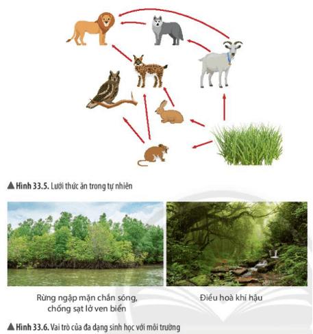 Từ thông tin hình 33.5 và 33.6, em hãy cho biết vai trò của đa dạng