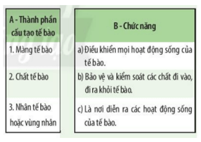 Xác định chức năng các thành phần của tế bào bằng cách nối mỗi thành phần cấu tạo