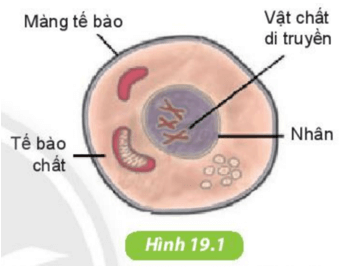 Quan sát hình 19.1 và đọc thông tin mục I, nêu các thành phần chính của tế bào và chức năng