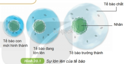 Quan sát hình 20.1 và trả lời các câu hỏi