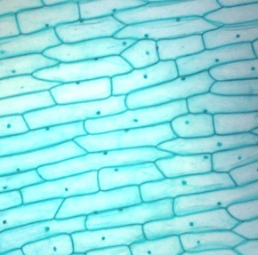 Vẽ lại các loại tế bào đã quan sát được bằng kính hiển vi