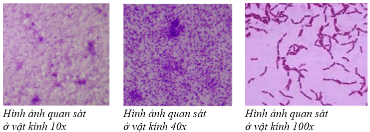 Vẽ vào vở hình ảnh vi khuẩn có trong sữa chua đã quan sát được