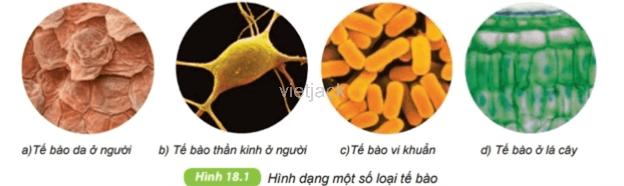 Quan sát hình 18.1, nêu nhận xét về hình dạng tế bào