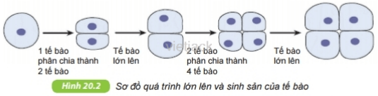 Quan sát hình 20.1 và 20.2 để trả lời các câu hỏi sau