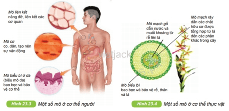 Quan sát hình 23.3 và 23.4, nêu một số mô ở người và ở thực vật