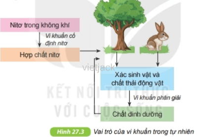 Quan sát hình 27.3, nêu vai trò của vi khuẩn trong tự nhiên