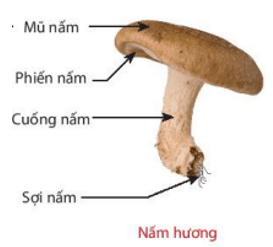 Vẽ vào vở hình ảnh một số loại nấm đã quan sát, chú thích các bộ phận của nấm