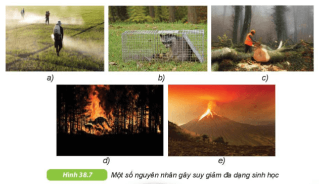 Quan sát hình 38.7 và nêu các nguyên nhân gây suy giảm đa dạng sinh học