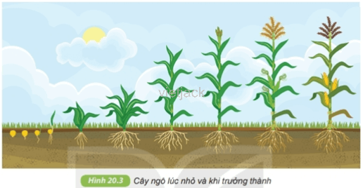 Quan sát hình 20.3 – 20.4, thảo luận và trả lời câu hỏi