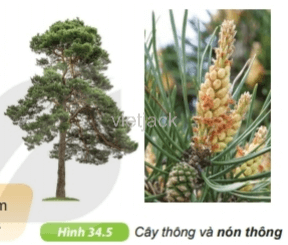 Quan sát hình 34.5, hãy nêu những đặc điểm giúp em biết được cây thông là cây hạt trần