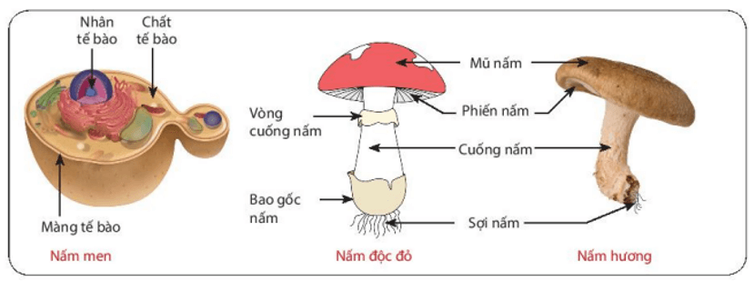 Phân biệt được nấm ăn và nấm độc