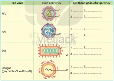 Dựa trên hình dạng và cấu tạo của virus mà em đã học, quan sát các hình trong bảng, nêu tên các thành phần