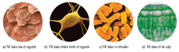 Tế bào – Đơn vị cơ bản của sự sống