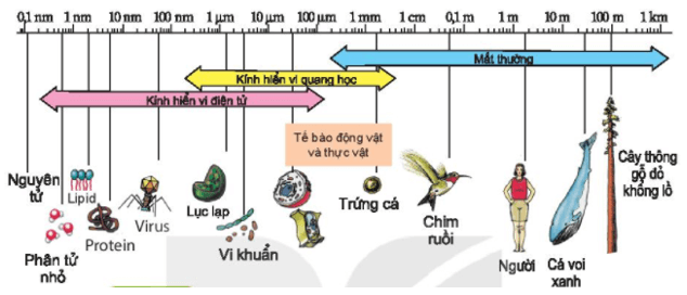 Tế bào – Đơn vị cơ bản của sự sống