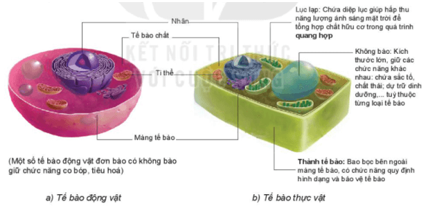 Cấu tạo và chức năng các thành phần của tế bào