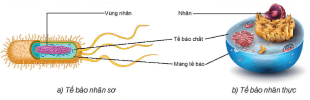 Cấu tạo và chức năng các thành phần của tế bào