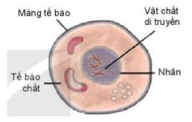 Cấu tạo và chức năng các thành phần của tế bào