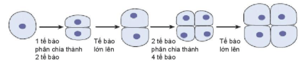 Sự lớn lên và sinh sản của tế bào