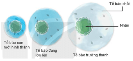 Sự lớn lên và sinh sản của tế bào