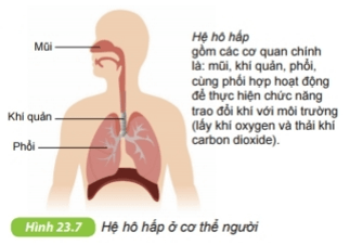 Tổ chức cơ thể đa bào