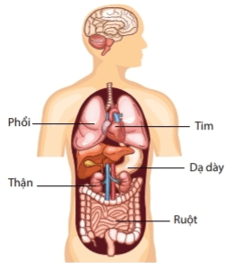 Tổ chức cơ thể đa bào