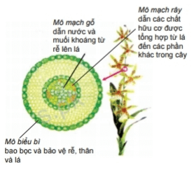 Tổ chức cơ thể đa bào | Kết nối tri thức