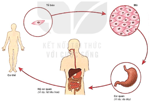 Tổ chức cơ thể đa bào | Kết nối tri thức