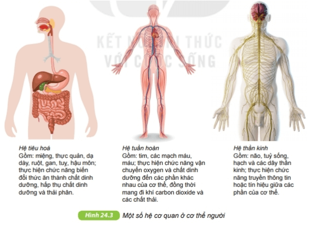 Thực hành: Quan sát và mô tả cơ thể đơn bào, cơ thể đa bào