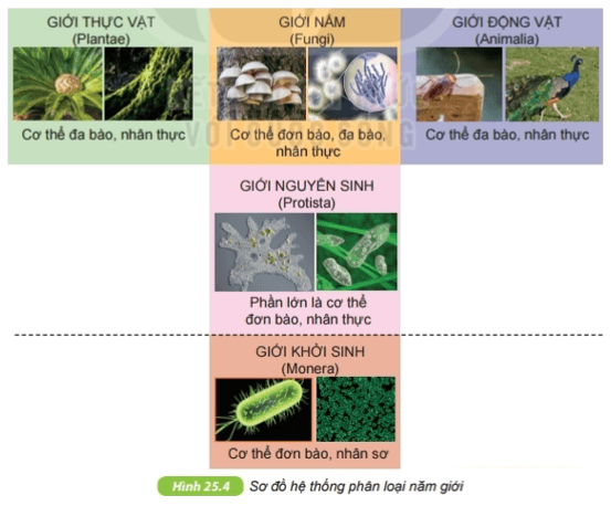 Hệ thống phân loại sinh vật