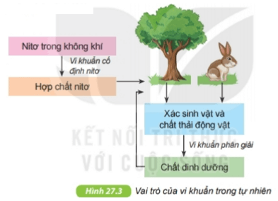 Vi khuẩn