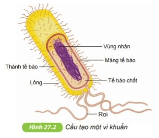 Vi khuẩn | Kết nối tri thức