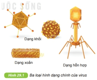 Virus | Kết nối tri thức