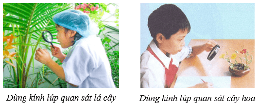 Sử dụng kính lúp