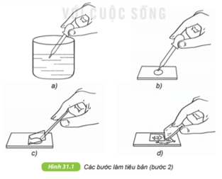 Thực hành: Quan sát nguyên sinh vật