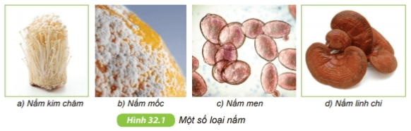 Nấm | Kết nối tri thức