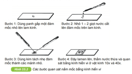 Thực hành: Quan sát các loại nấm