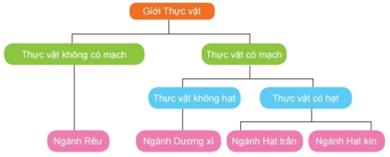 Thực vật | Kết nối tri thức