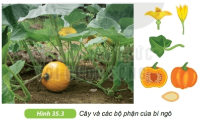 Thực hành: Quan sát và phân biệt một số nhóm thực vật | Kết nối tri thức