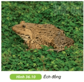 Động vật